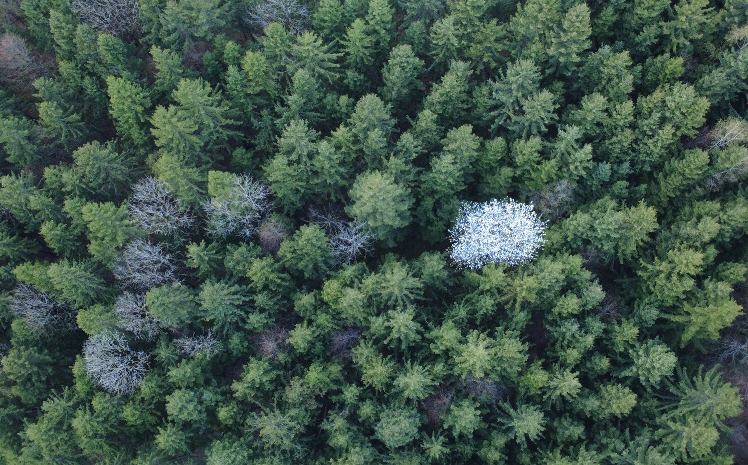 Novice iz gozda april 2026